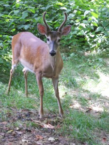 Our deer friend.