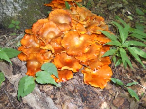An interesting mushroom found on the trail.