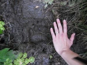 A bear print on the trail.