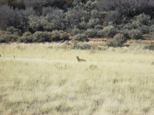 One of the two coyotes I bumped into