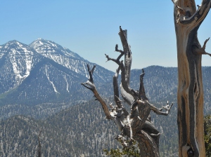 Another view of Charleston Peak, from near the high point