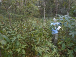 Dan navigating the underbrush near #49